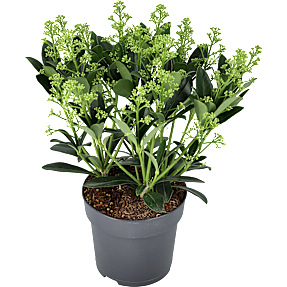 Skimma, Skimmia japonica Finchy, 15 cm potte