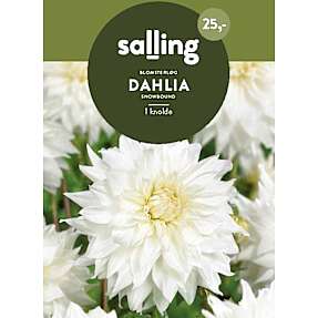 Salling blomsterløg Dahlia - Snowbound