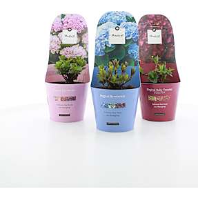 Hortensia Magical i potcover, 17 cm potte