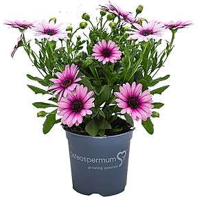 Spansk marguerit Osteospermum - pottestørrelse 9 cm