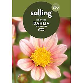 Salling blomsterløg Dahlia Topmix Salmon