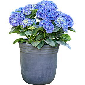 Hortensia, Hydrangea Macrophylla, 21 cm potte