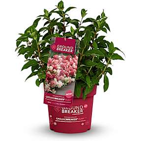 Hortensia Groundbreaker Ruby, 14 cm potte