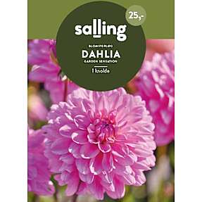 Salling blomsterløg Dahlia - Garden Sensation