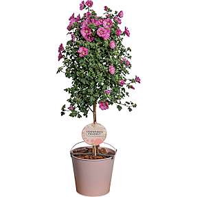 Opstammet plante - flere varianter - assorteret