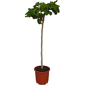 Figentræ, Ficus Carica, 30 cm potte