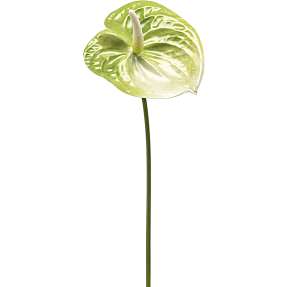 Anthurium grøn kunstig blomsterstilk