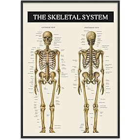 Skelettet 2 - 30x40 cm