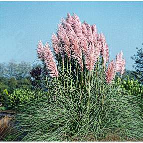 Pampasgræs, Cortaderia, 17 cm potte