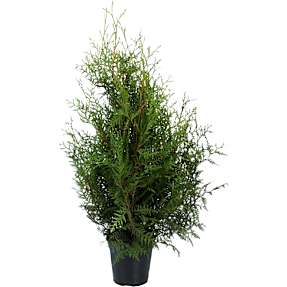 Thuja, Thuja Occidentalis 'Brabant',  21 cm potte