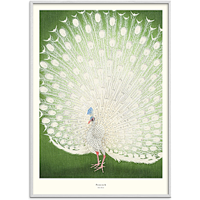 Peacock - 30x40 cm