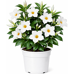 Bægerranke, Dipladenia Mandevilla, 17 cm potte