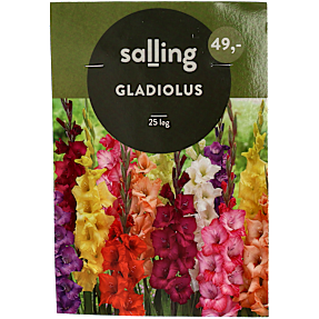 Salling blomsterløg Gladiolus Mix