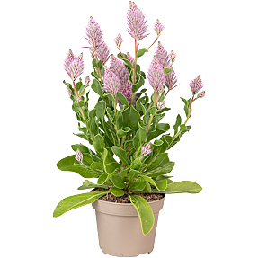 Ptilotus Exaltatus Joey P13