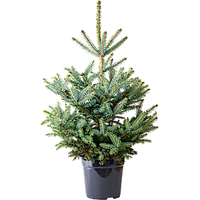 Blågran Picea Pungens Baby Blue