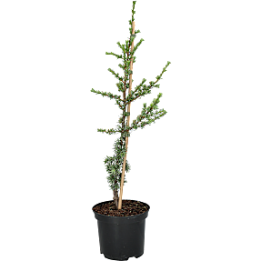 Cedertræ, Cedrus Libani Glauca, 19 cm potte