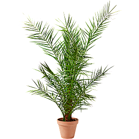 Fønikspalme, Phoenix Canariensis, 20 cm potte