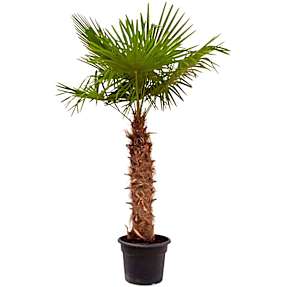 Hørpalme, Trachycarpus Fortunei, 50 cm potte