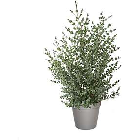 Eukalyptus busk, gunnii, 17 cm potte