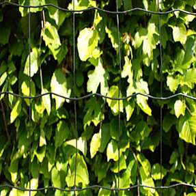 HORTUS havehegn PVC-fri, 5 x 10 cm, 100 cm x 25 m - sort