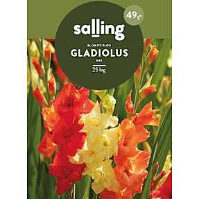Salling blomsterløg Gladiolus Mix