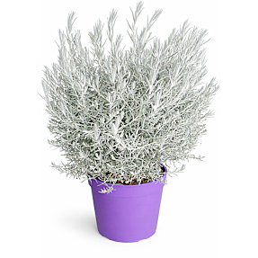 Australsk silkeplante, eremophylla nivea, 19 cm potte