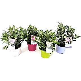 Sommerfuglebusk, Buddleja 'Little Rockstars', 15 cm potte