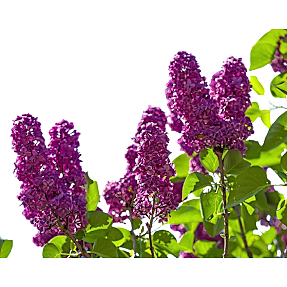 Blomstrende buske, 17 cm potte