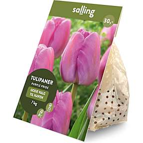 Salling blomsterløg Tulipaner Purple Pride 7 løg