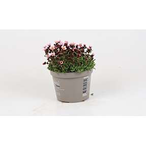 Stenbræk, Saxifraga, 12 cm potte