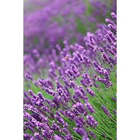 Lavendel, Lavendula angustifolia Hidcote Blue, 26 cm potte