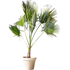 Trådpalme, Washingtonia Robusta, 20 cm potte