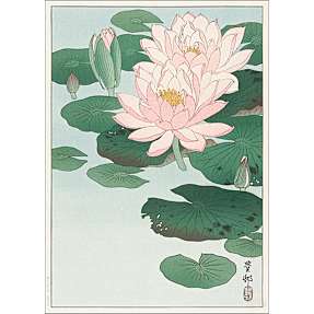 Water lilies, japansk - 30x40 cm