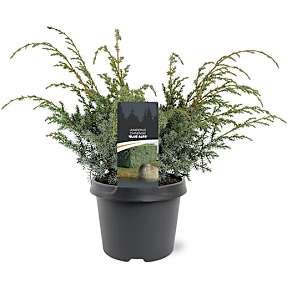 Kinesisk enebær, Juniperus Chinensis 'Blue Alps', 19 cm potte