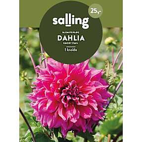 Salling blomsterløg Dahlia - Emory Paul