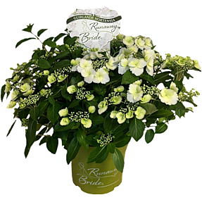 Hortensia Runaway Bride, 23 cm potte