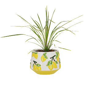 Kålpalme, Cordyline australis, 25 cm potte