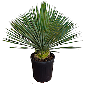 Yucca Rostrata, 35 cm potte