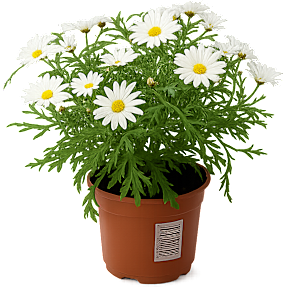 Marguerit, Leucanthemum, 10,5 cm potte