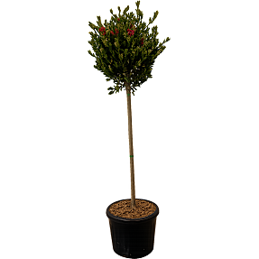 Australsk lampepudser, Callistemon, 25 cm potte