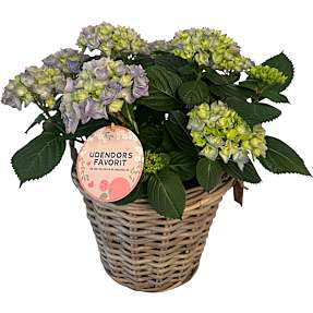 Hortensia i kurv - blå