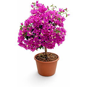 Trillingranke, Bougainvillea, 18 cm potte