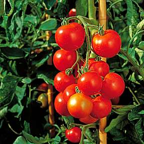 Økologisk tomatplante, 11 cm potte