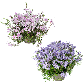 Floks, Phlox, 12 cm potte