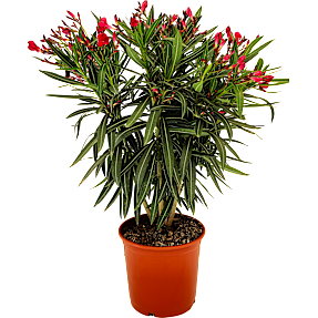 Nerie, Nerium Oleander, 25 cm potte