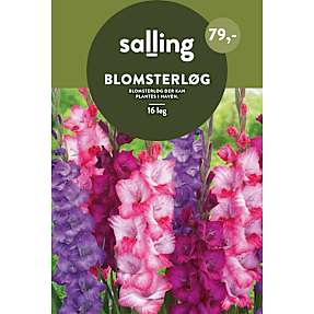 Salling blomsterløg Gladiolus