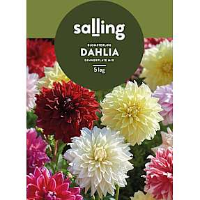 Salling blomsterløg Dahlia - Dinnerplate mix