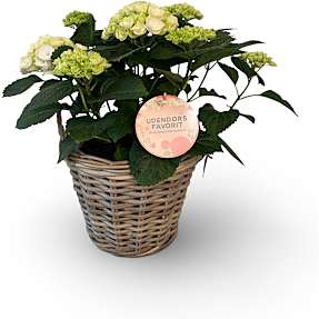 Hortensia i kurv - hvid