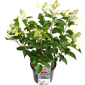 Hortensia paniculata, 23 cm potte