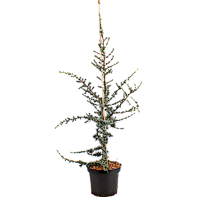 Cedertræ, Cedrus Libani Glauca, 32 cm potte